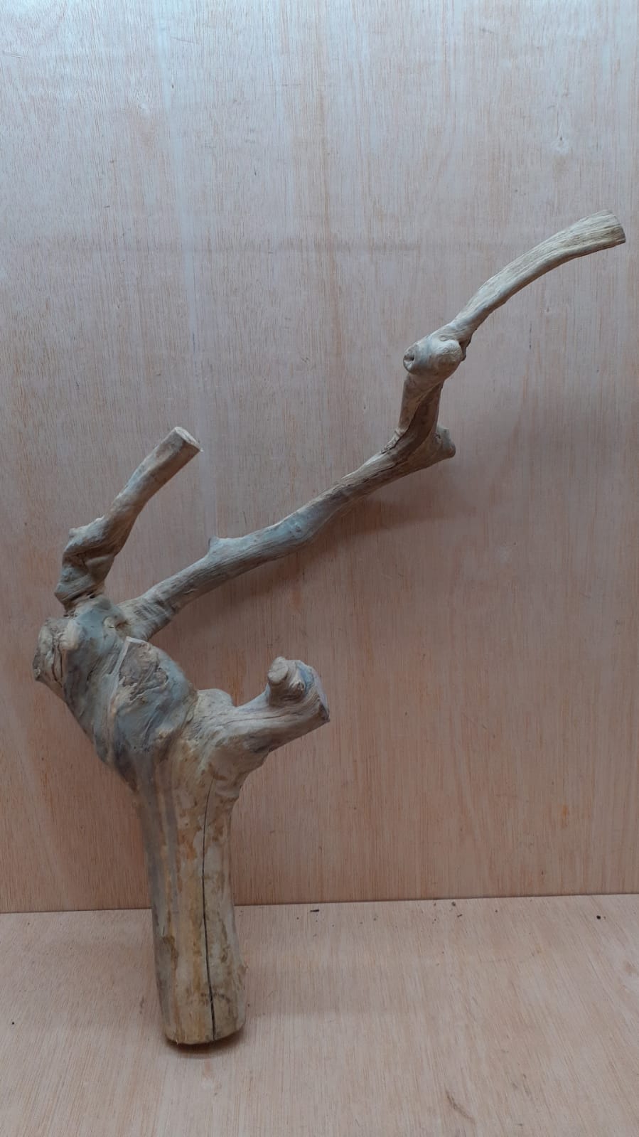 Java Wood - Double Stem - XL 2