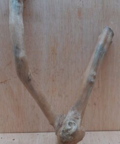 Java Wood - Double Stem - Small 1