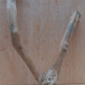 Java Wood - Double Stem - Small 1