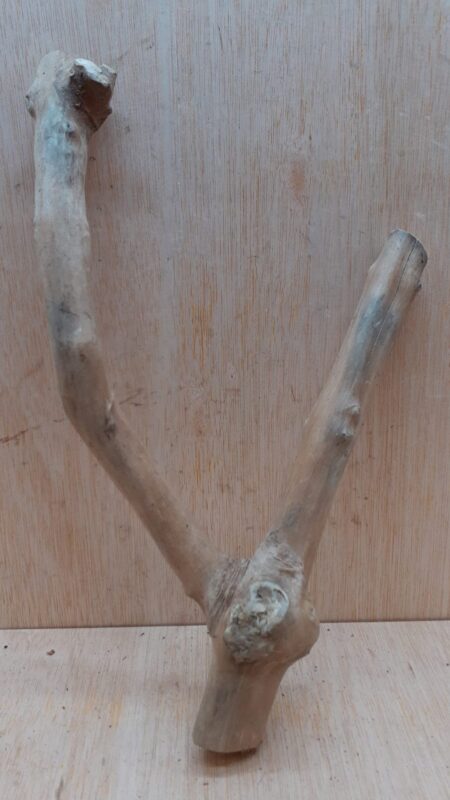 Java Wood - Double Stem - Small 1