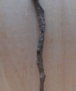 Curved Liana - Short - 7