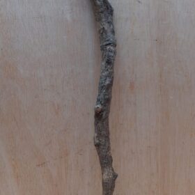 Curved Liana - Short - 7