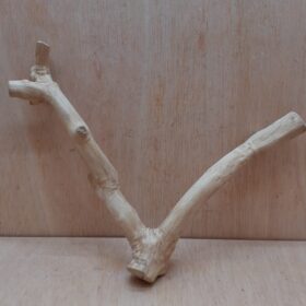 Java Wood - Double Stem - Medium 1