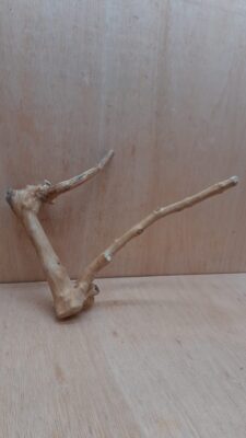 Java Wood - Double Stem - Medium 4