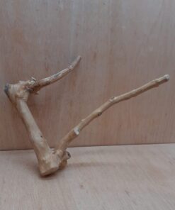 Java Wood - Double Stem - Medium 4