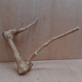 Java Wood - Double Stem - Medium 4