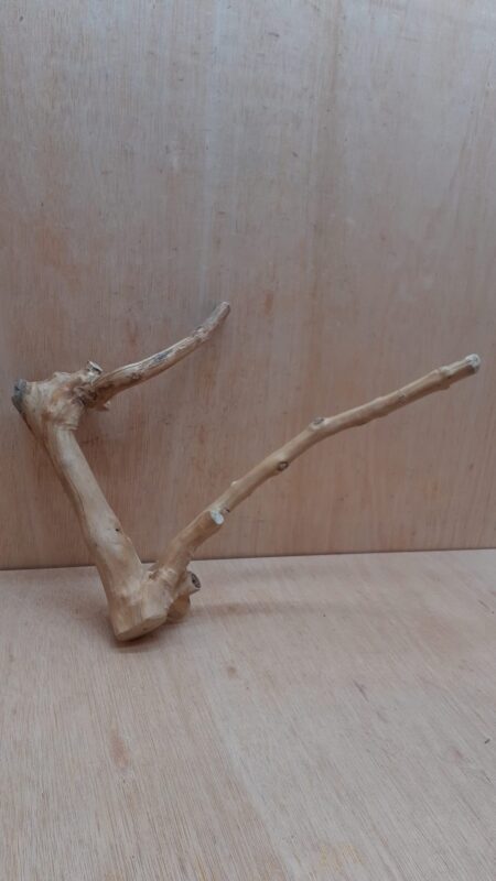 Java Wood - Double Stem - Medium 4