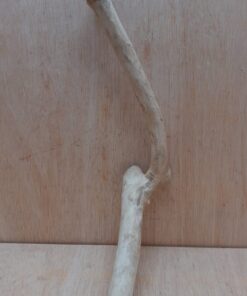 Java Wood - Single Stem - Medium 5