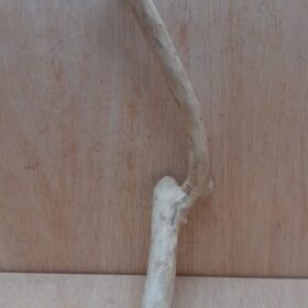 Java Wood - Single Stem - Medium 5