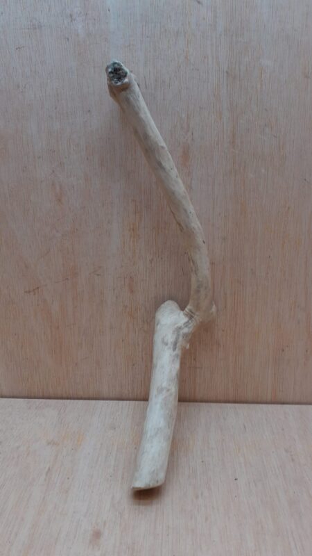 Java Wood - Single Stem - Medium 5