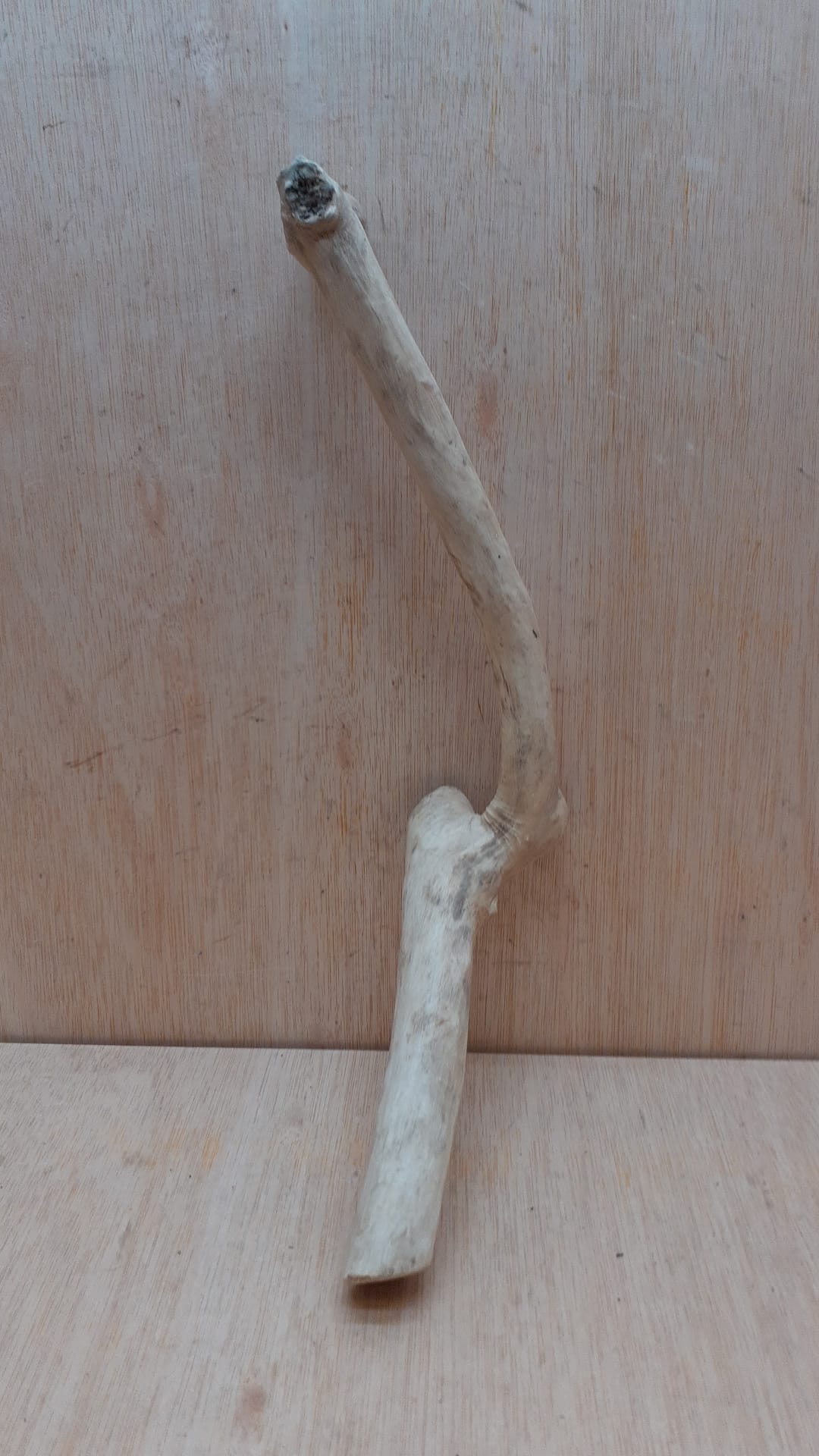 Java Wood - Single Stem - Medium 5