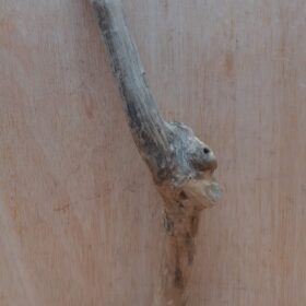 Java Wood - Single Stem - Medium 7