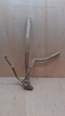 Java Wood - Double Stem - Large 4