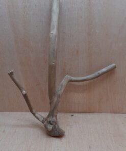 Java Wood - Double Stem - Large 4