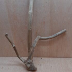 Java Wood - Double Stem - Large 4