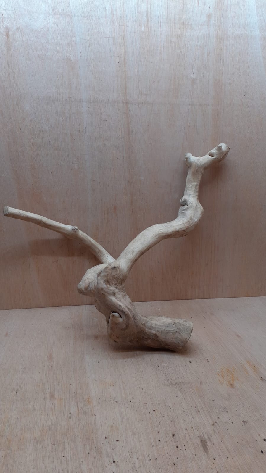 Java Wood - Double Stem - XL 3