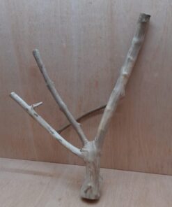 Java Wood - Double Stem - Large 7