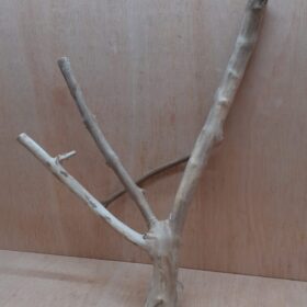 Java Wood - Double Stem - Large 7