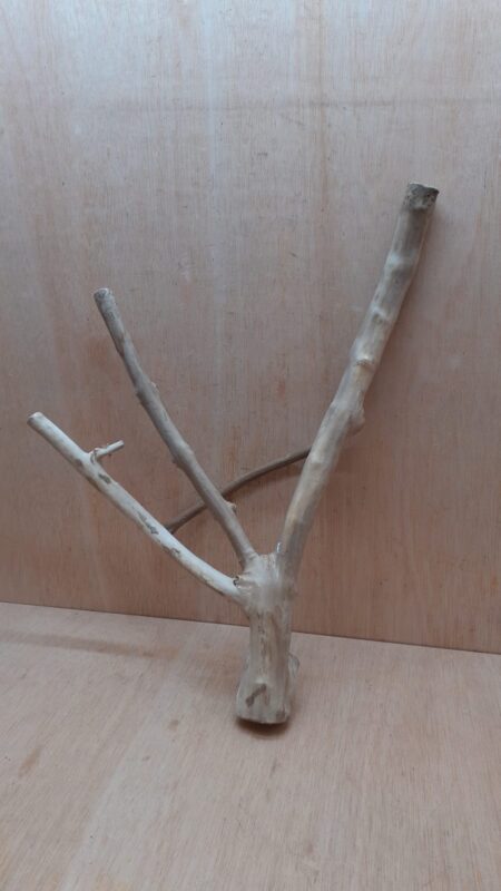 Java Wood - Double Stem - Large 7