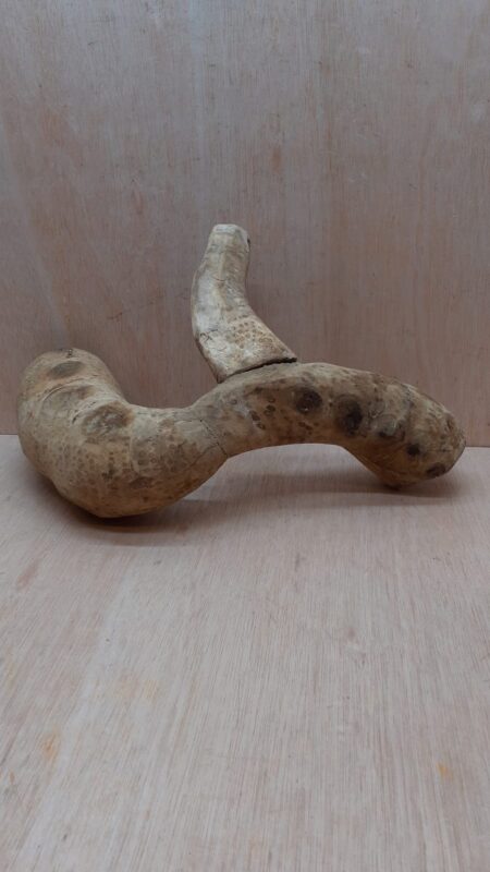 Bamboo Root - Medium - 3