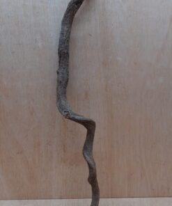 Curved Liana - Short - 4