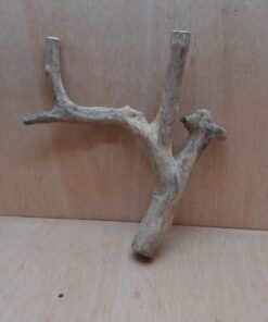 Java Wood - Double Stem - Medium 3