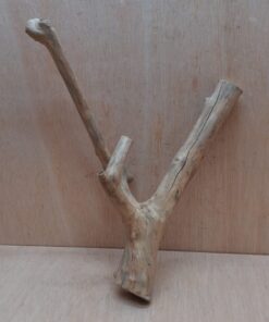 Java Wood - Double Stem - Medium 5