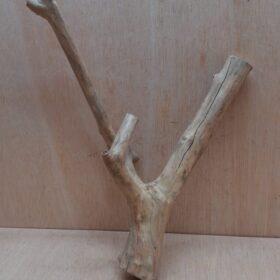 Java Wood - Double Stem - Medium 5