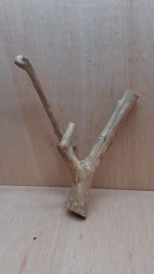 Java Wood - Double Stem - Medium 5 - Buzzard Reptile & Aquatics