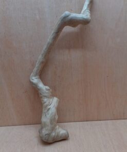 Java Wood - Single Stem - Large 1