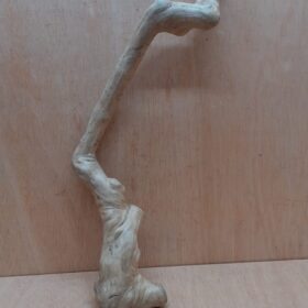 Java Wood - Single Stem - Large 1