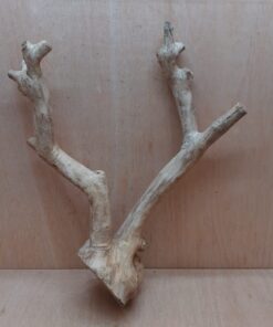 Java Wood - Double Stem - XL 4