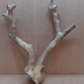 Java Wood - Double Stem - XL 4