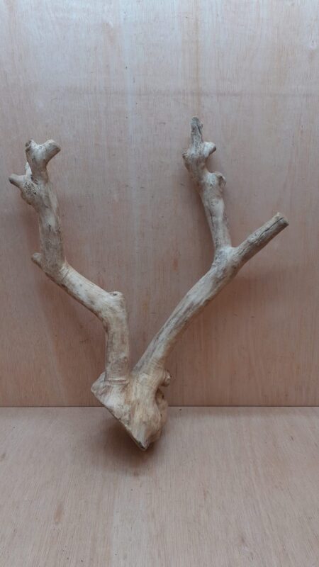 Java Wood - Double Stem - XL 4