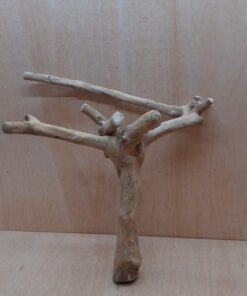 Java Wood - Double Stem - Large 5