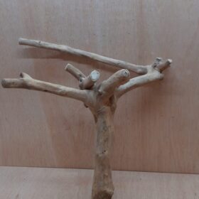 Java Wood - Double Stem - Large 5