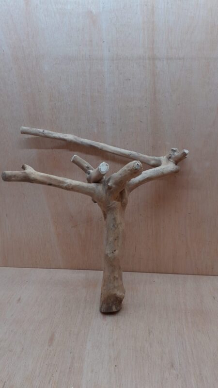 Java Wood - Double Stem - Large 5