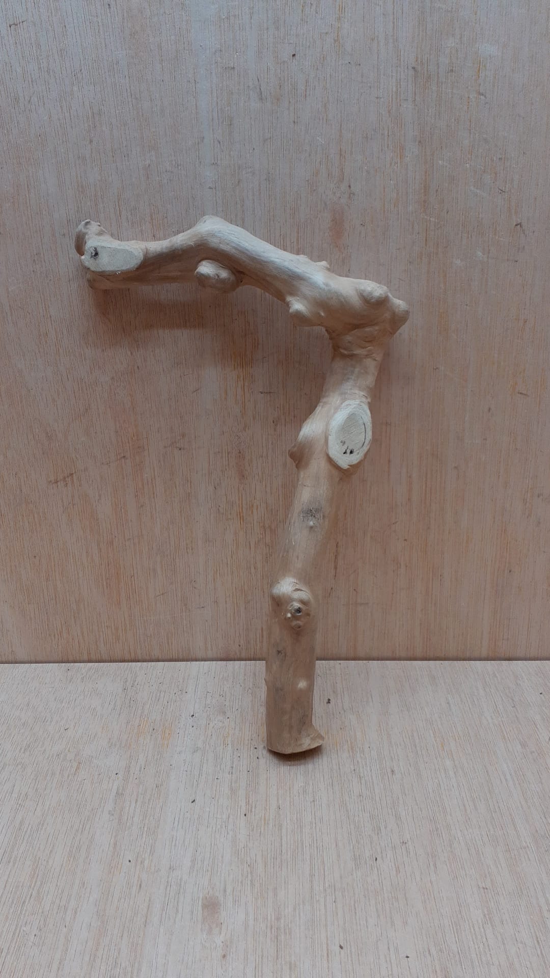 Java Wood - Single Stem - Small 4