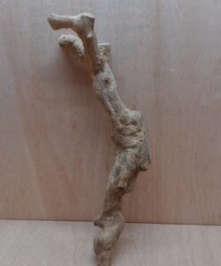 Java Wood - Single Stem - Large 9