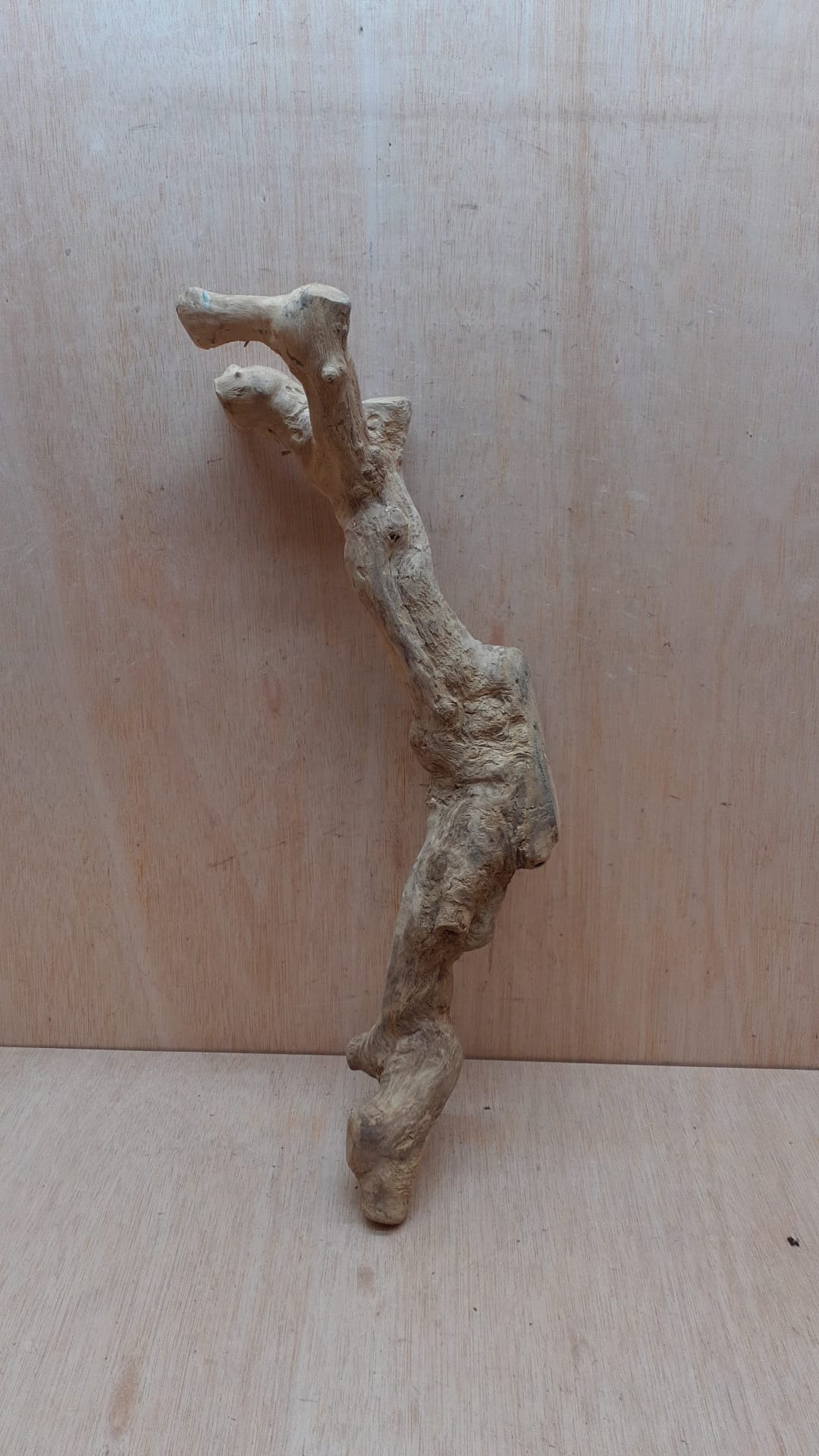 Java Wood - Single Stem - Large 9