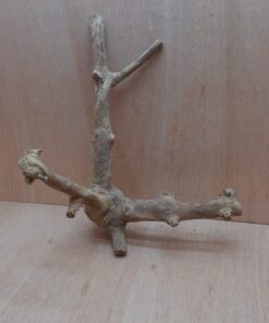 Java Wood - Double Stem - Large 8