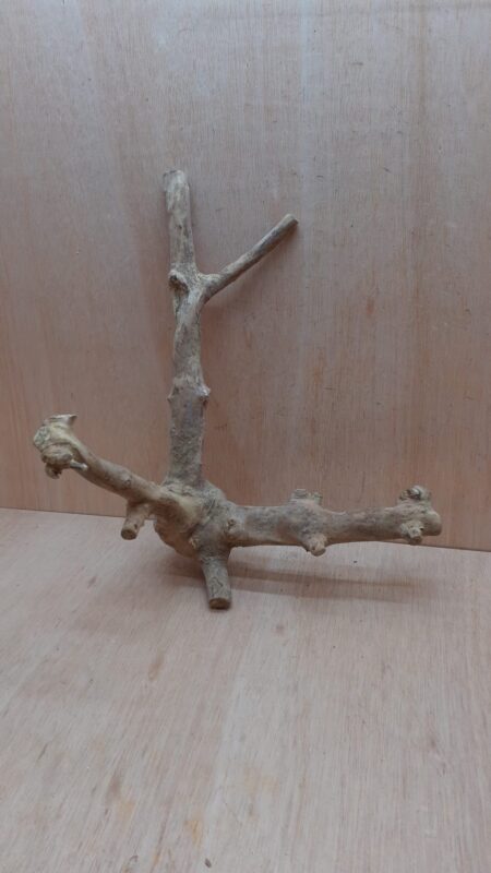 Java Wood - Double Stem - Large 8