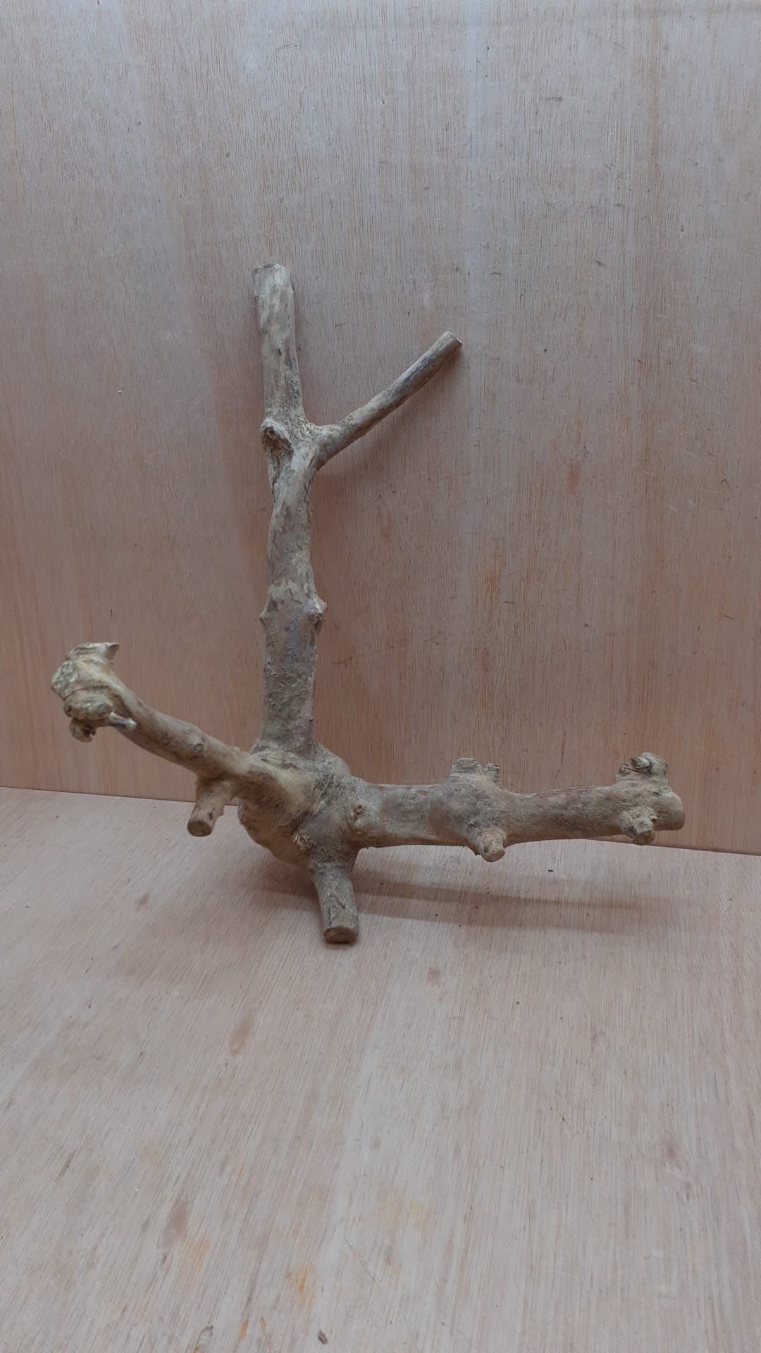 Java Wood - Double Stem - Large 8