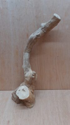 Java Wood - Single Stem - Medium 2