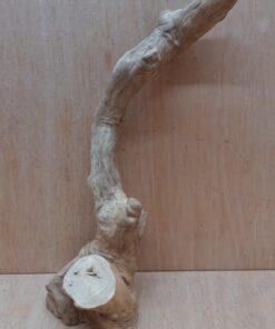 Java Wood - Single Stem - Medium 2