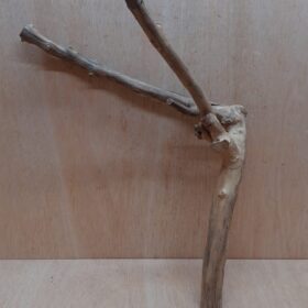 Java Wood - Double Stem - Large 2