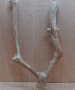 Java Wood - Double Stem - Large 6