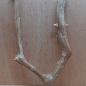 Java Wood - Double Stem - Large 6