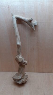 Java Wood - Single Stem - XL 4