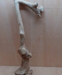 Java Wood - Single Stem - XL 4